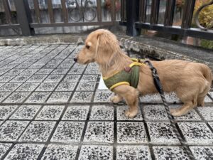 ミニチュアダックスフンドとキャンプ体験記録