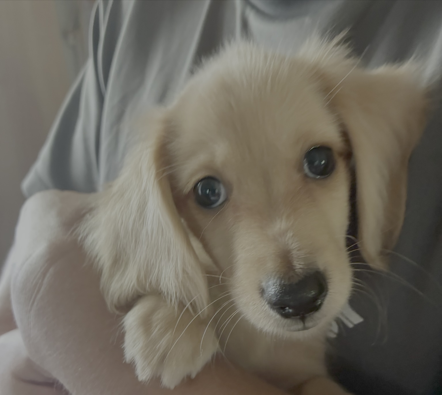 ミニチュアダックスフンド