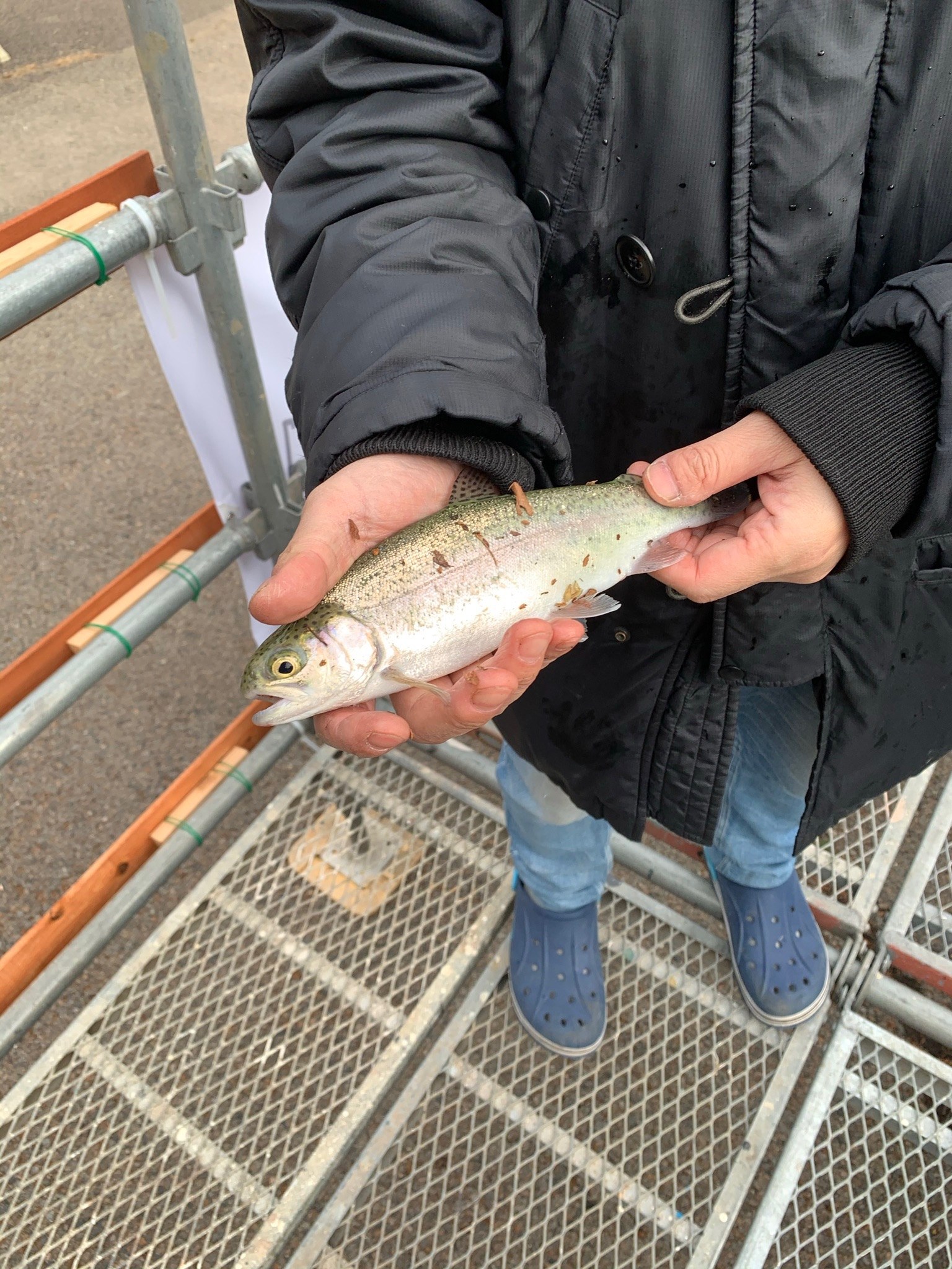 釣り上げたニジマス